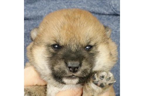 成約済の愛知県の柴犬-367370の2枚目